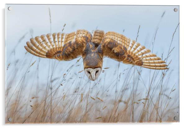 Barn Owl Acrylic by Brett Pearson