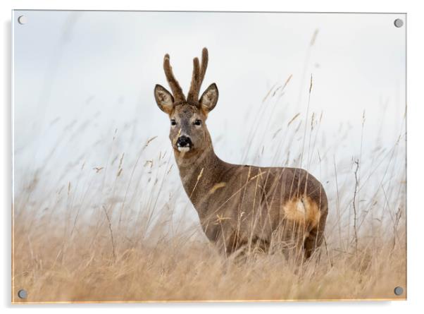 Roe Deer (buck) Acrylic by Brett Pearson