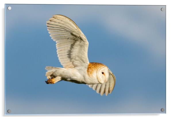 Barn Owl in flight Acrylic by Brett Pearson
