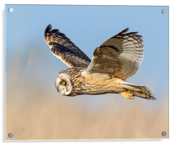 A hawk flying in the sky Acrylic by Brett Pearson