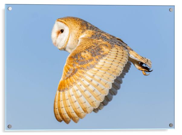 Barn Owl  Acrylic by Brett Pearson