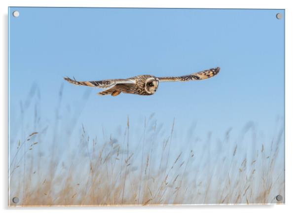 Short-eared Owl Acrylic by Leanne Green