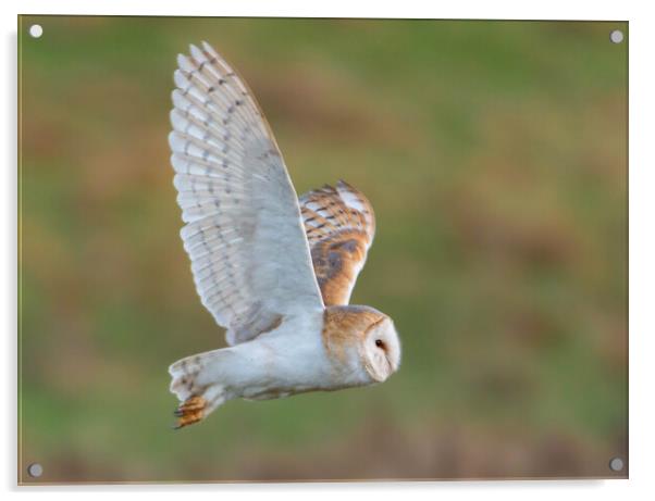 Barn Owl in flight Acrylic by Leanne Green