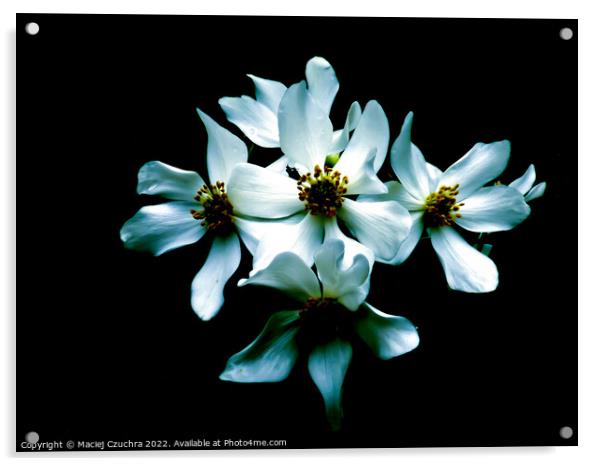 White Flowers on Black Acrylic by Maciej Czuchra