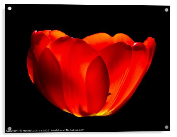 Red Tulip Acrylic by Maciej Czuchra