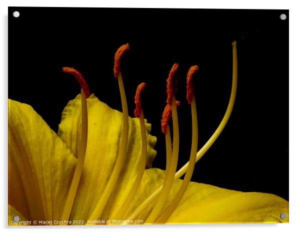 Daylily Flower Acrylic by Maciej Czuchra
