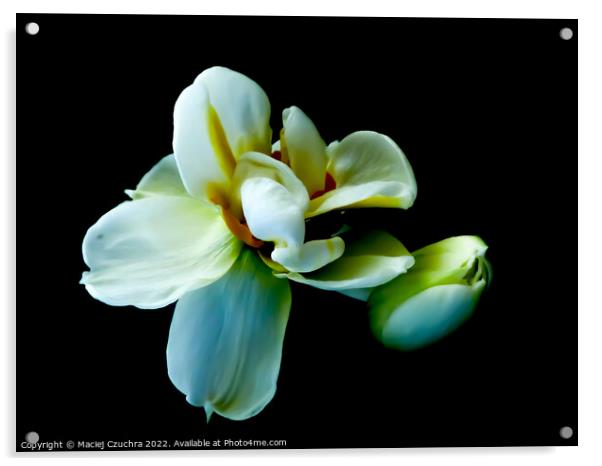 White Tulips Acrylic by Maciej Czuchra
