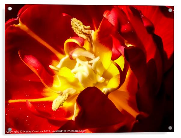 Tulip's Rich Interior Acrylic by Maciej Czuchra