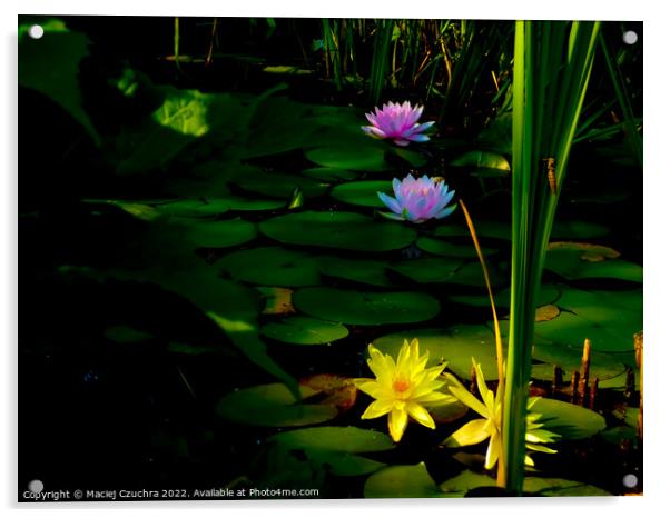Water Lilies Touched with Sunlight Acrylic by Maciej Czuchra