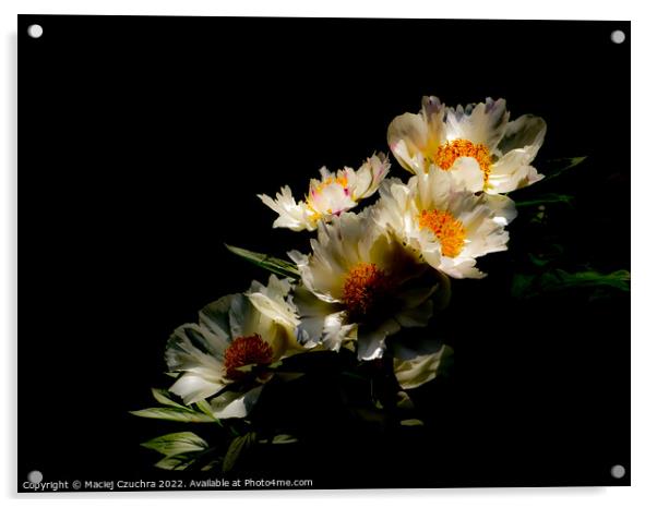 Blooming Peonies Acrylic by Maciej Czuchra