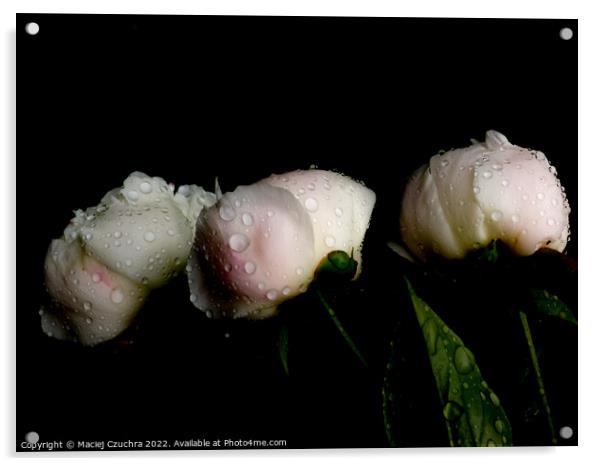 Peonies After Rain Acrylic by Maciej Czuchra