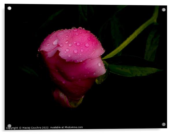 Raindrop Covered Bud of Pink Peony Acrylic by Maciej Czuchra