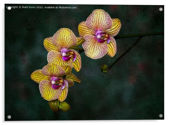 A close up of an Orchid flower Acrylic by Mark Dunn