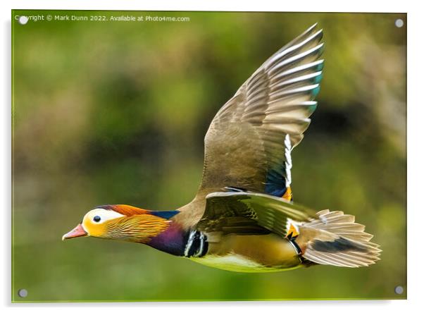 Mandarin Duck in Flight Acrylic by Mark Dunn