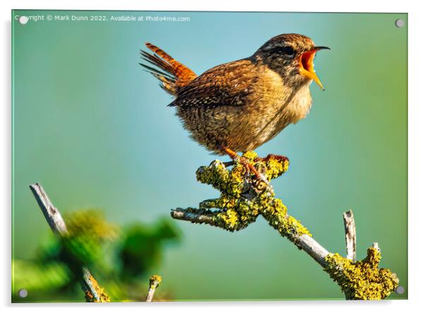 Wren perched on a tree singing Acrylic by Mark Dunn