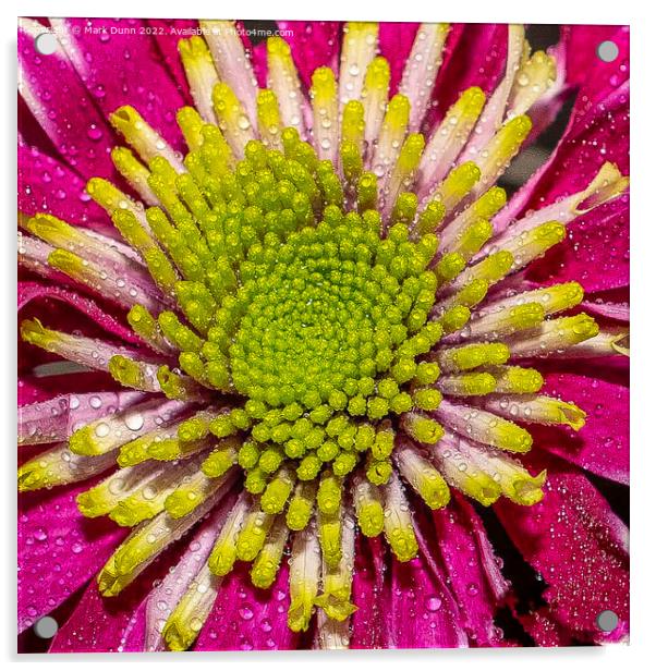 pink flower with water drops Acrylic by Mark Dunn