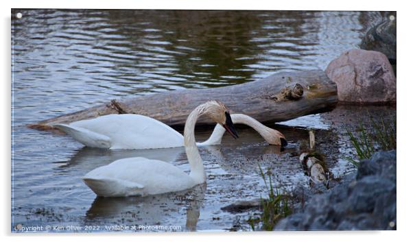 Graceful Trumpeter Swans Embrace Serenity Acrylic by Ken Oliver