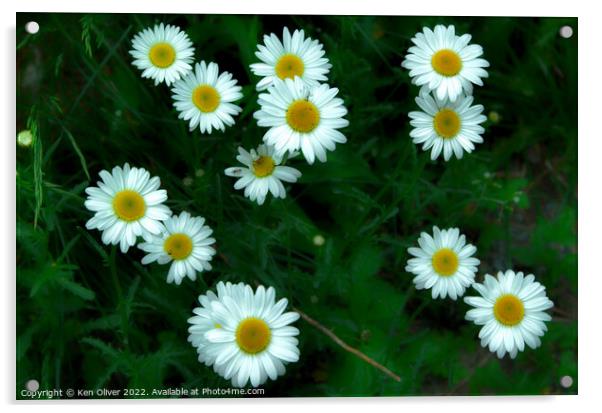 Daisy Bunch Acrylic by Ken Oliver