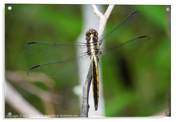 "Graceful Skimmer" Acrylic by Ken Oliver