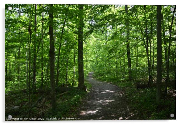 Enchanting Path Through Historic Woodlands Acrylic by Ken Oliver