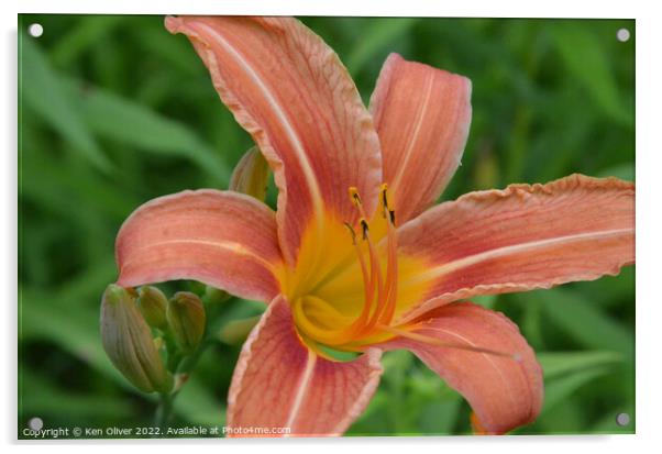 "Radiant Blossom: The Vibrant Canadian Lily" Acrylic by Ken Oliver