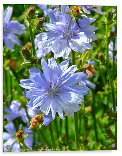 "Nature's Sapphire: The Enchanting Chicory Flower" Acrylic by Ken Oliver