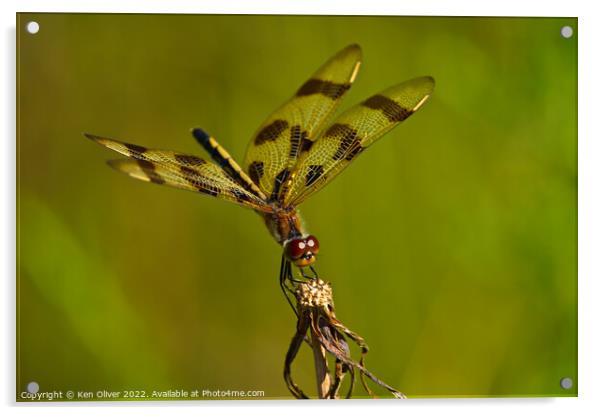 Mesmerizing Dance of the Halloween Pennant Dragonf Acrylic by Ken Oliver