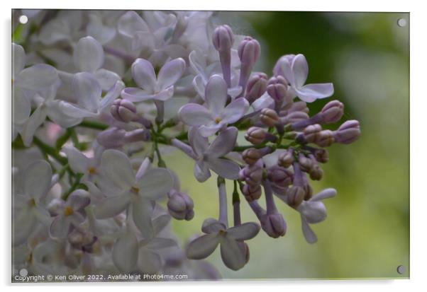 Fragrant Lilac Blooms Acrylic by Ken Oliver