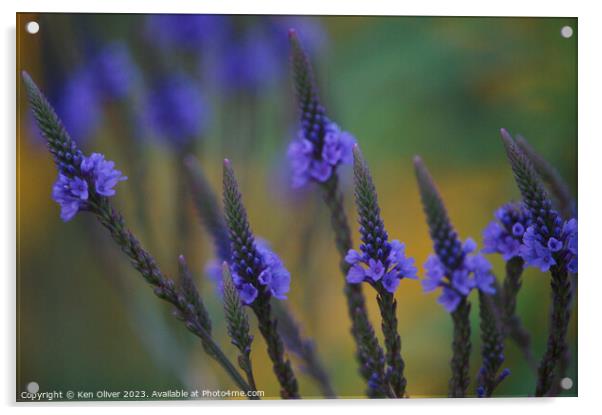Delicate Beauty of Blue Vervain Acrylic by Ken Oliver