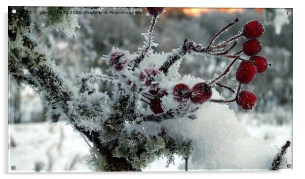 Frozen Red Berries in Kenmore Acrylic by Sandy Young