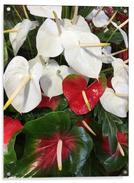 White and red Anthurium Acrylic by Joyce Hird