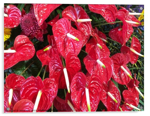 Red Anthurium - Lipstick plant Acrylic by Joyce Hird
