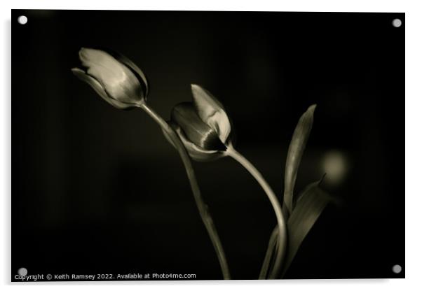 Tulips Acrylic by Keith Ramsey