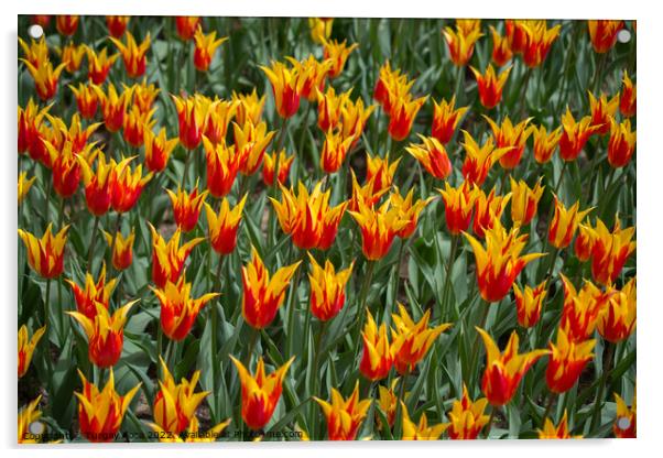 Blooming colorful tulip flowers as floral backgrou Acrylic by Turgay Koca