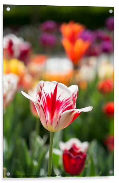 Colorful tulip flower bloom in the garden Acrylic by Turgay Koca