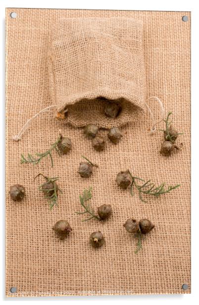 Plant pods, capsules out of sack  Acrylic by Turgay Koca
