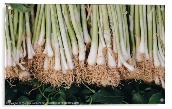 Stacks of green onions Acrylic by Turgay Koca