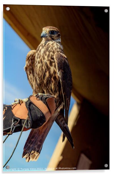Falcon hawk bird sitting on falconers hand during show Acrylic by Turgay Koca