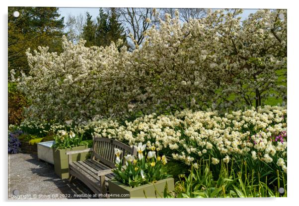 Stunning  Spring Garden Display of White Apple Blossom and Daffodils. Acrylic by Steve Gill