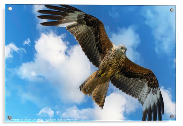 Majestic Red Kite in Full Flight. Acrylic by Steve Gill
