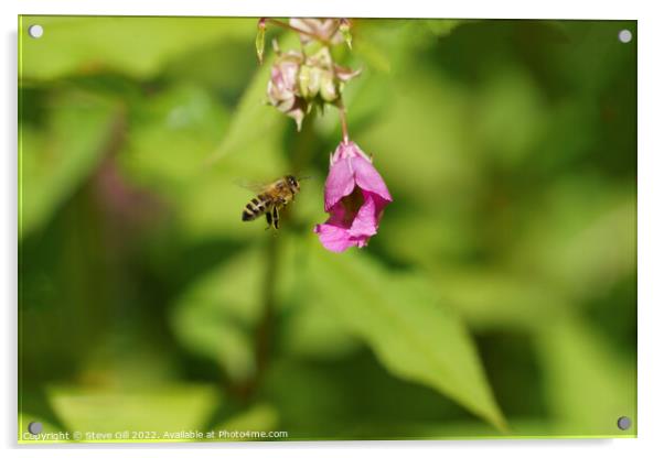 Busy Honey Bee in Full Flight.  Acrylic by Steve Gill