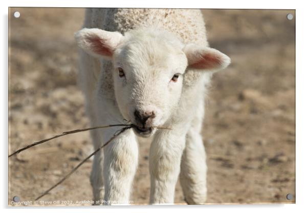 Innocent Lamb Walking Towards the Camera. Acrylic by Steve Gill
