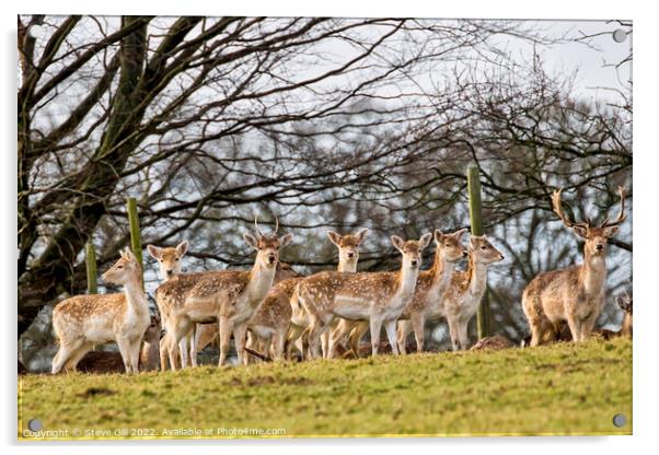 Herd of European Fallow Deer Looking at the Camera. Acrylic by Steve Gill