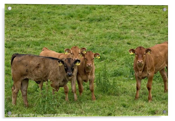 Young Brown Calves Wearing Double Identification Ear Tags Standing in a Field. Acrylic by Steve Gill