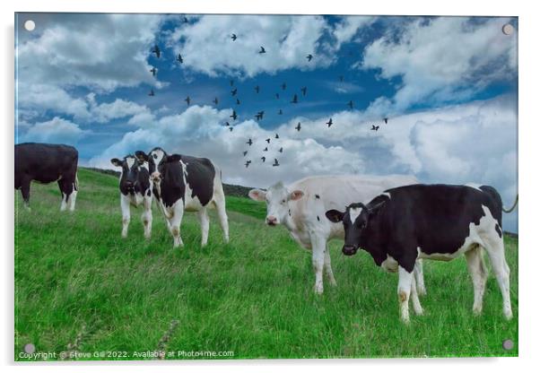 Standing in a Grassy Field are a Herd Holstein Friesian Cows. Acrylic by Steve Gill