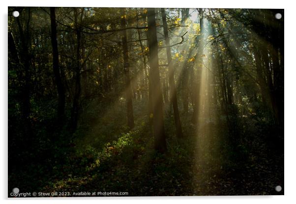 Misty Sun Beams Shine Through Trees in Harrogate's Pinewoods. Acrylic by Steve Gill
