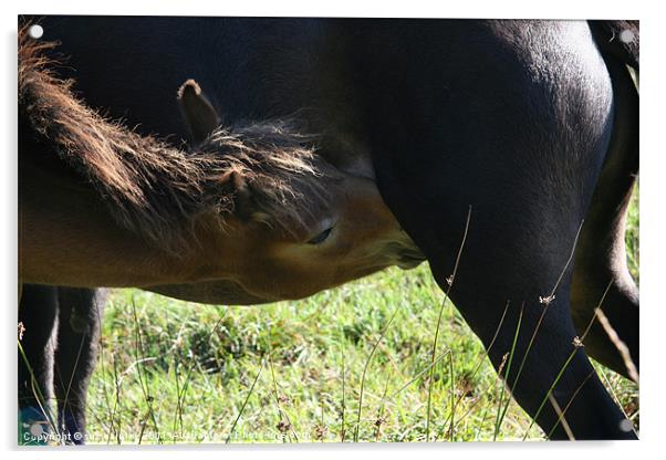 Wild foal feeding from mare Acrylic by suzy ainley