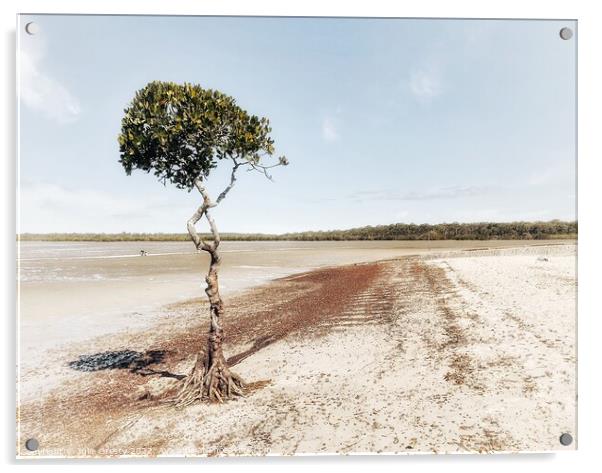 Lone Mangrove Tree Poona Fraser Coast, Qld Acrylic by Julie Gresty