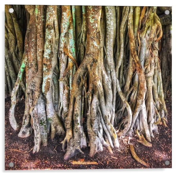 Roots of Banyan Fig Tree Acrylic by Julie Gresty
