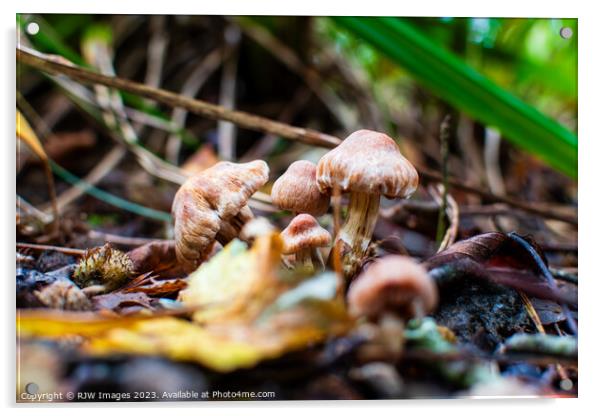 Autumn's fungi Delights Acrylic by RJW Images